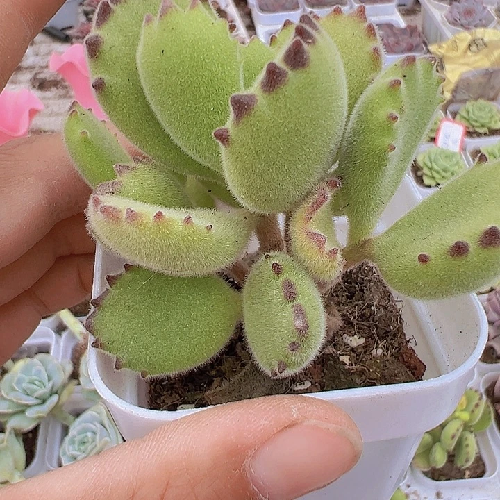 绿熊托土发货19包邮