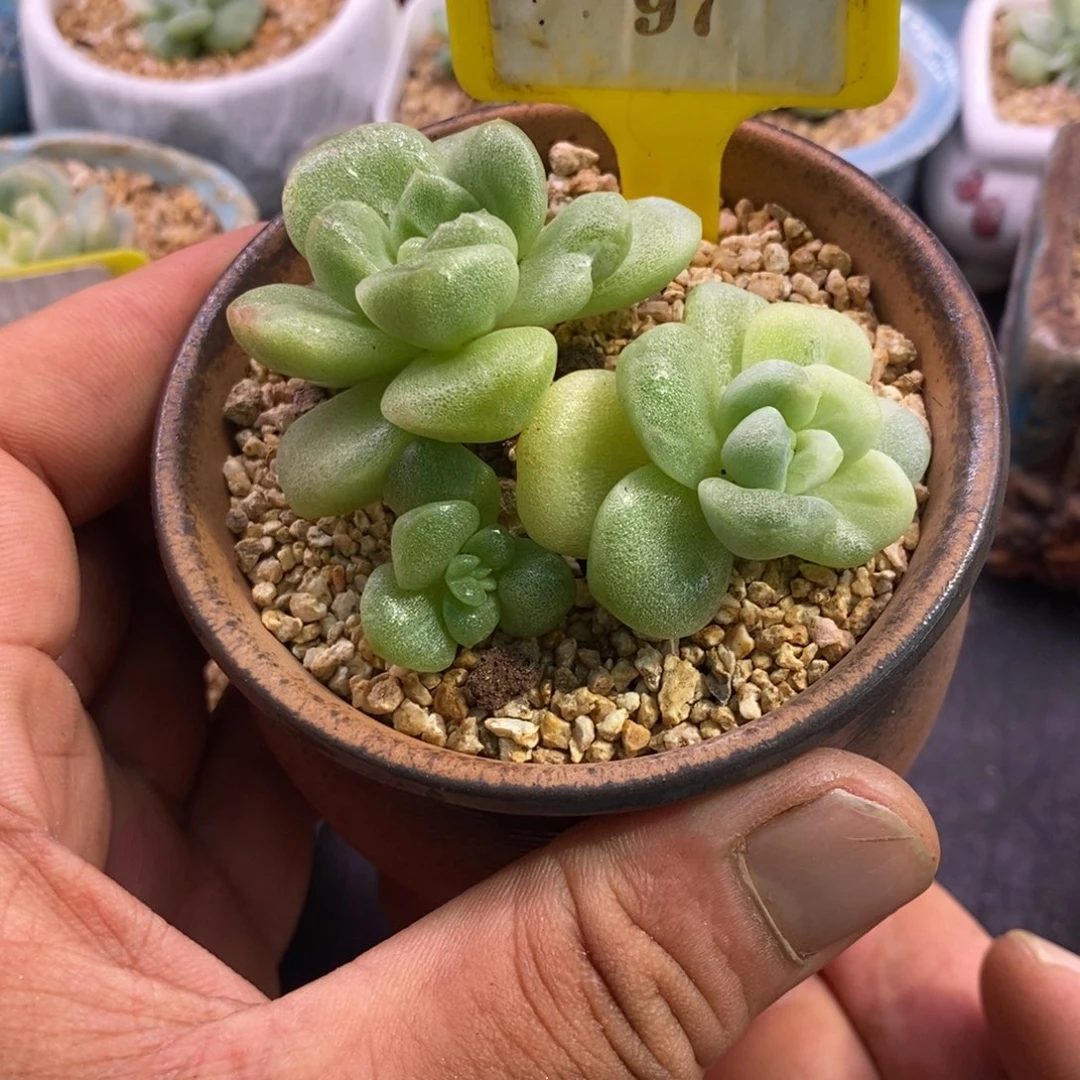 697冰玉锦趴地santou
