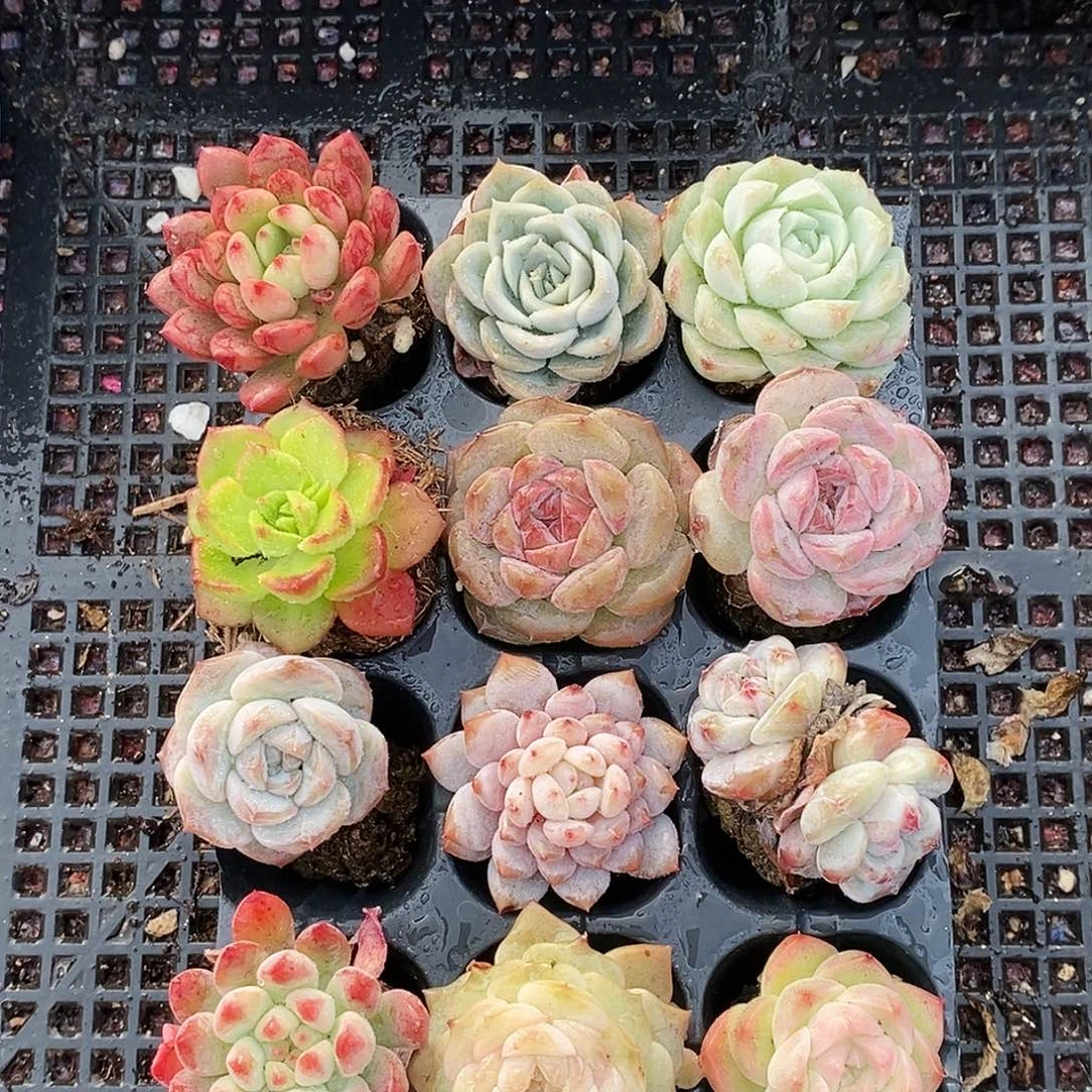 精品多肉组合一物一拍