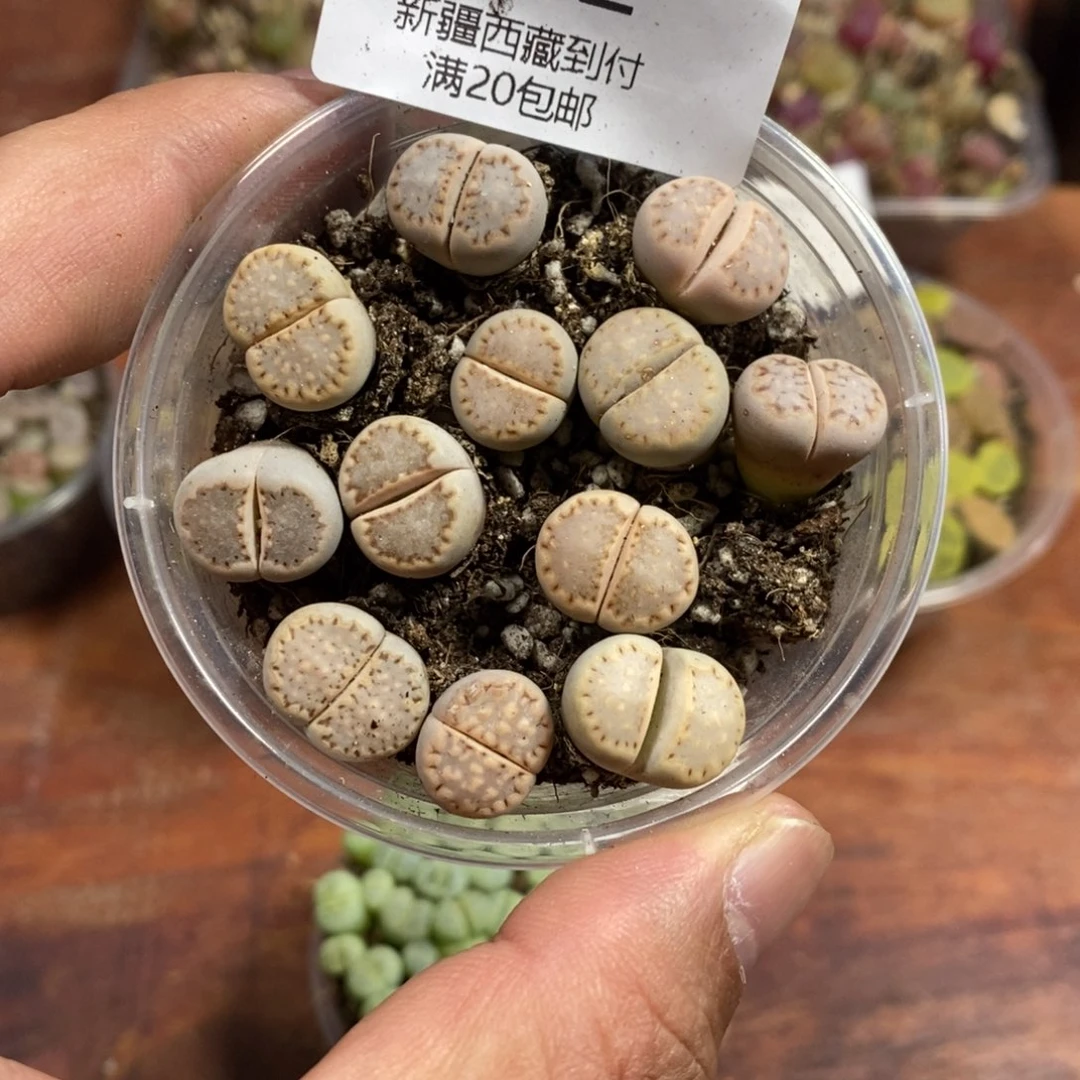 多肉蛋炒饭感谢您相伴322