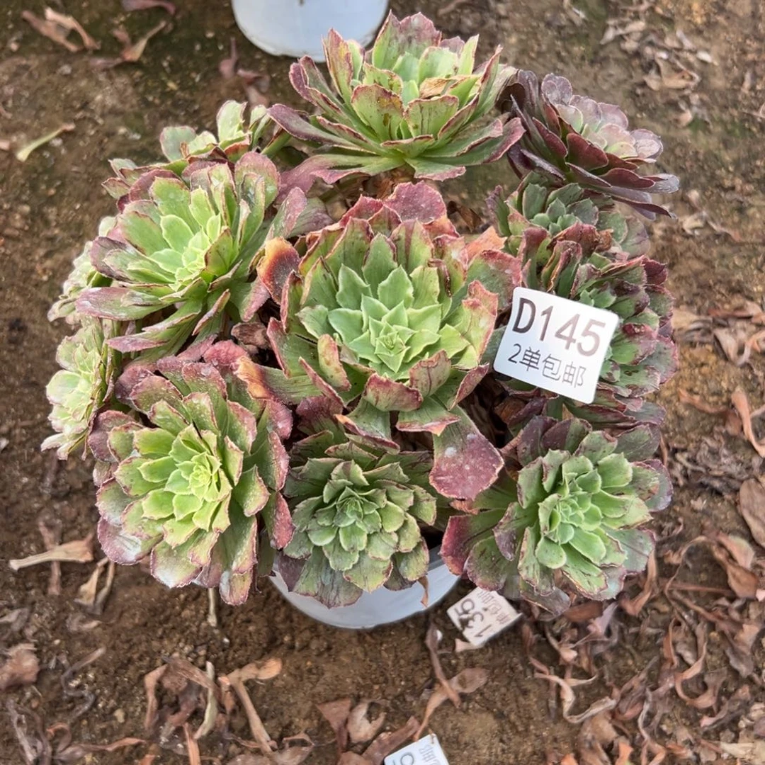 145多肉   绿体水墨不包断头
