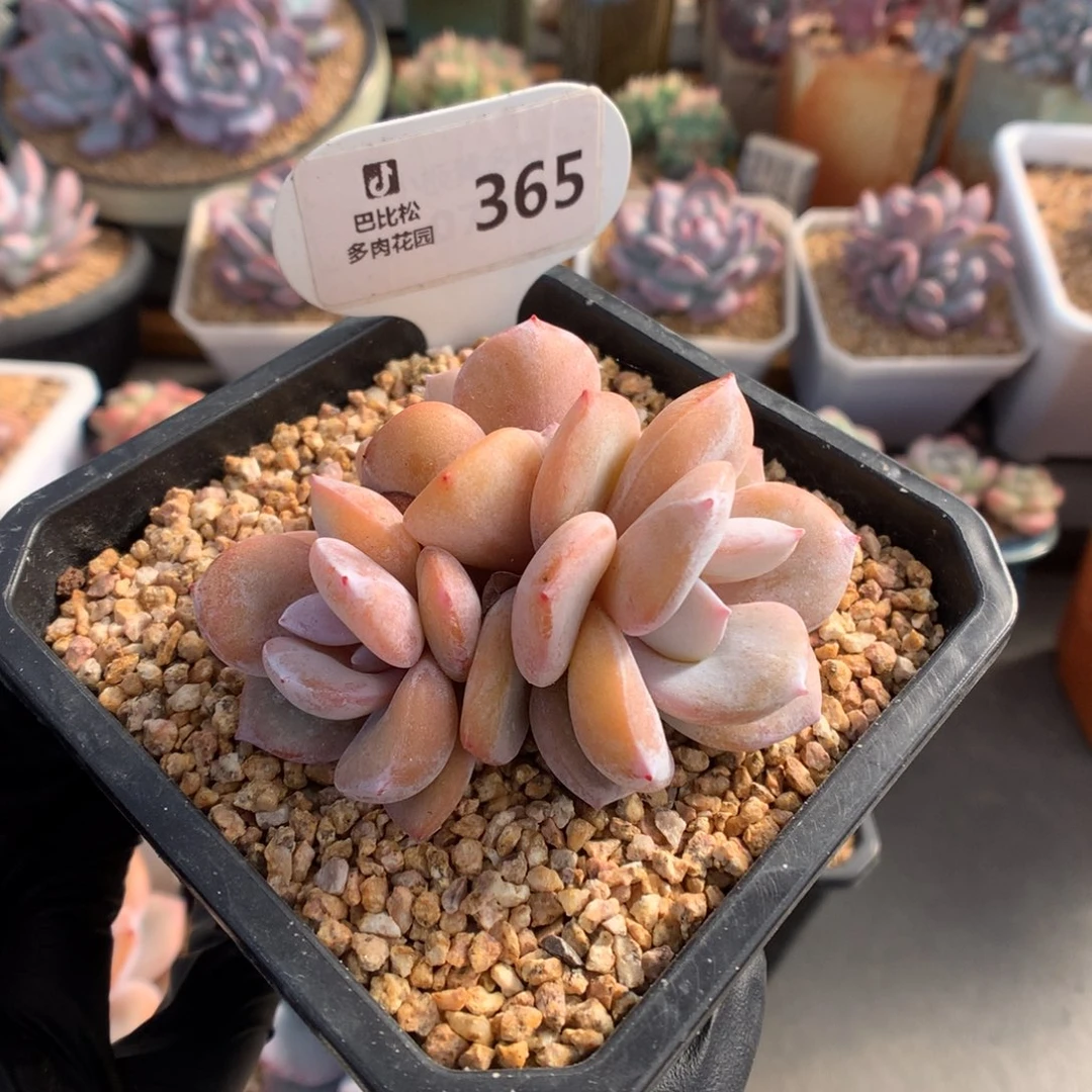 365 三头小脸奶茶多肉