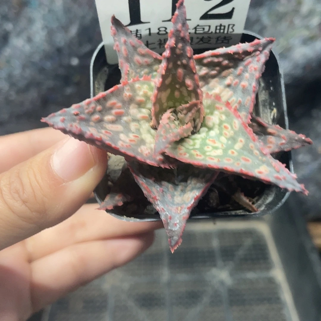 112园艺芦荟（满18元包邮）