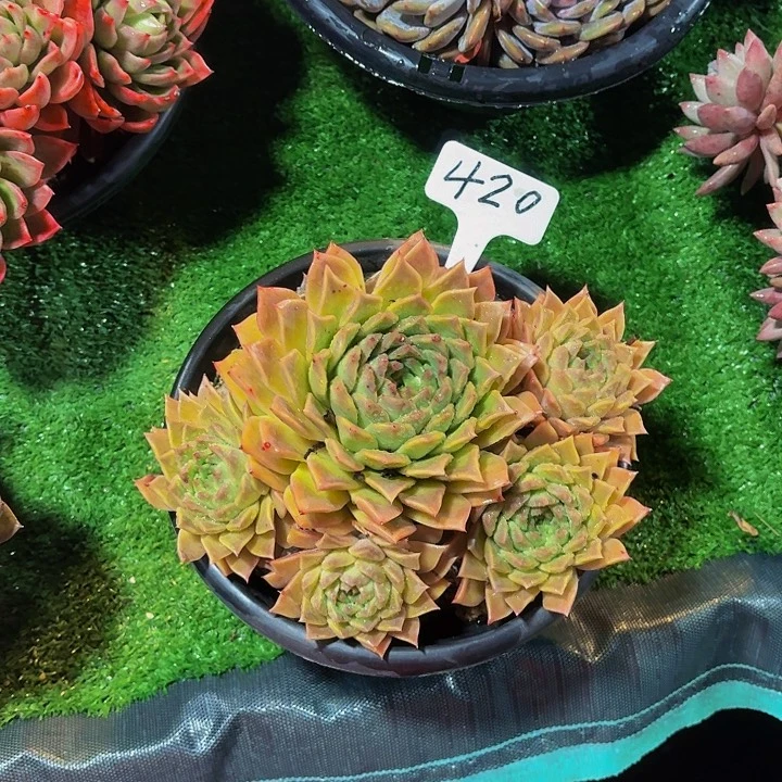 木***贝丽娟花卉海洋之星多头