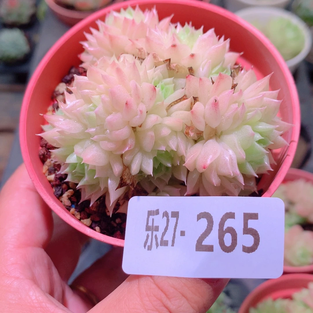 乐然27-265 麦秆群 不包整