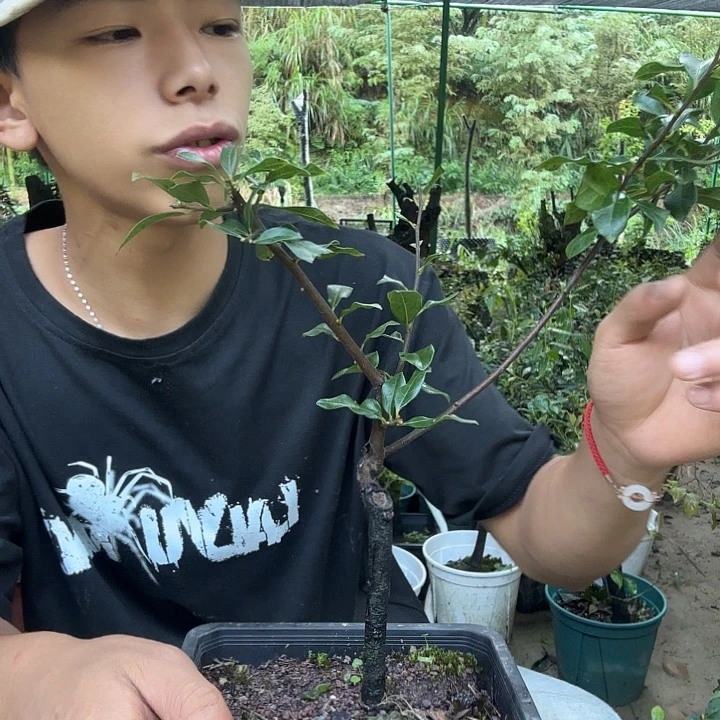 思***箭无花朵金蛋子容易养活