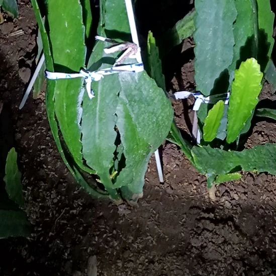 ^***^完全开放令箭何花东北小粉