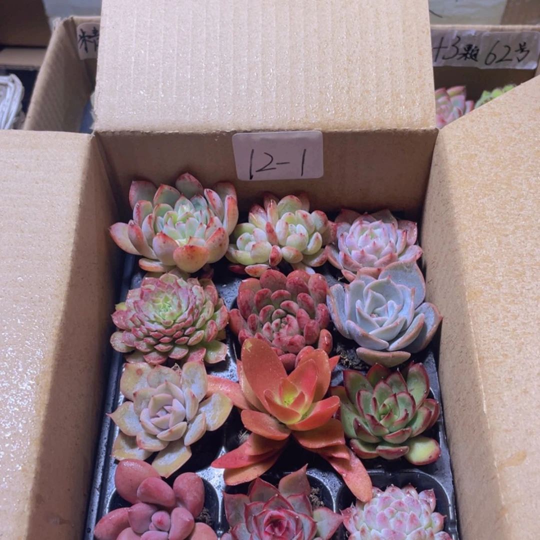 【闪购商品】12颗-1