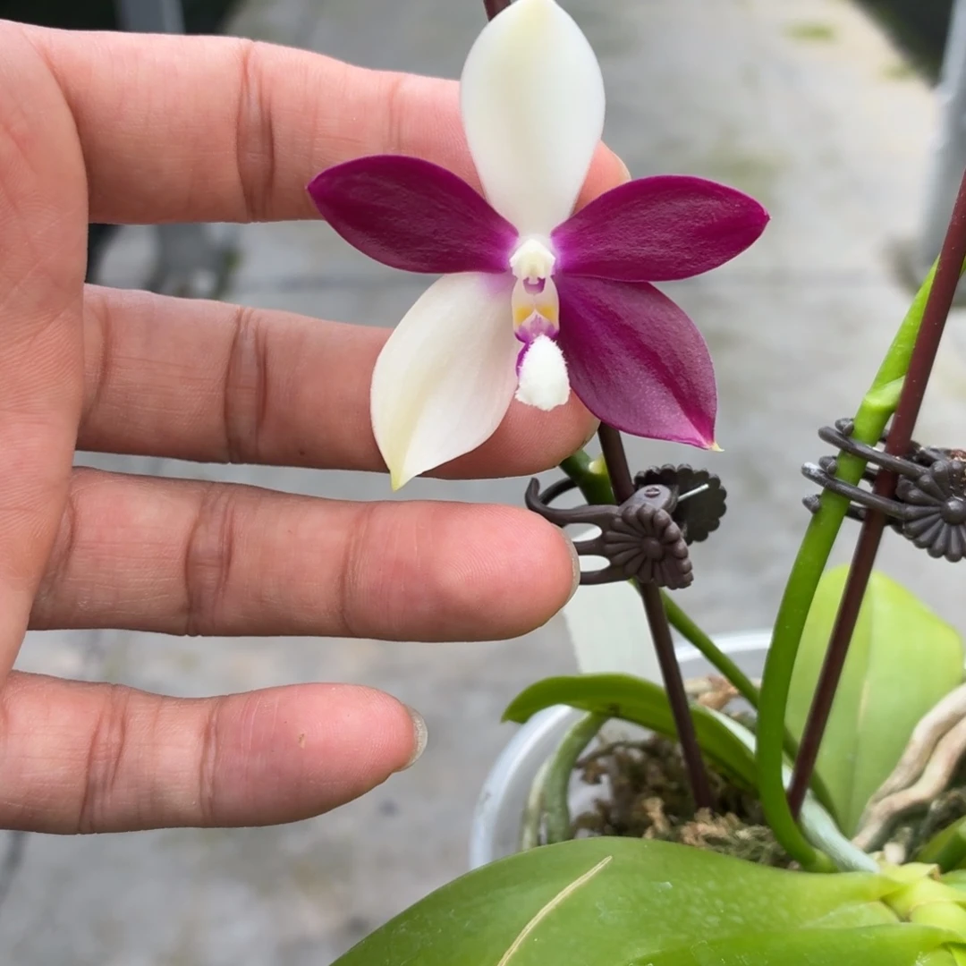 当前无花朵，栽培后可花朵A2539紫玫瑰交雅风哥哥