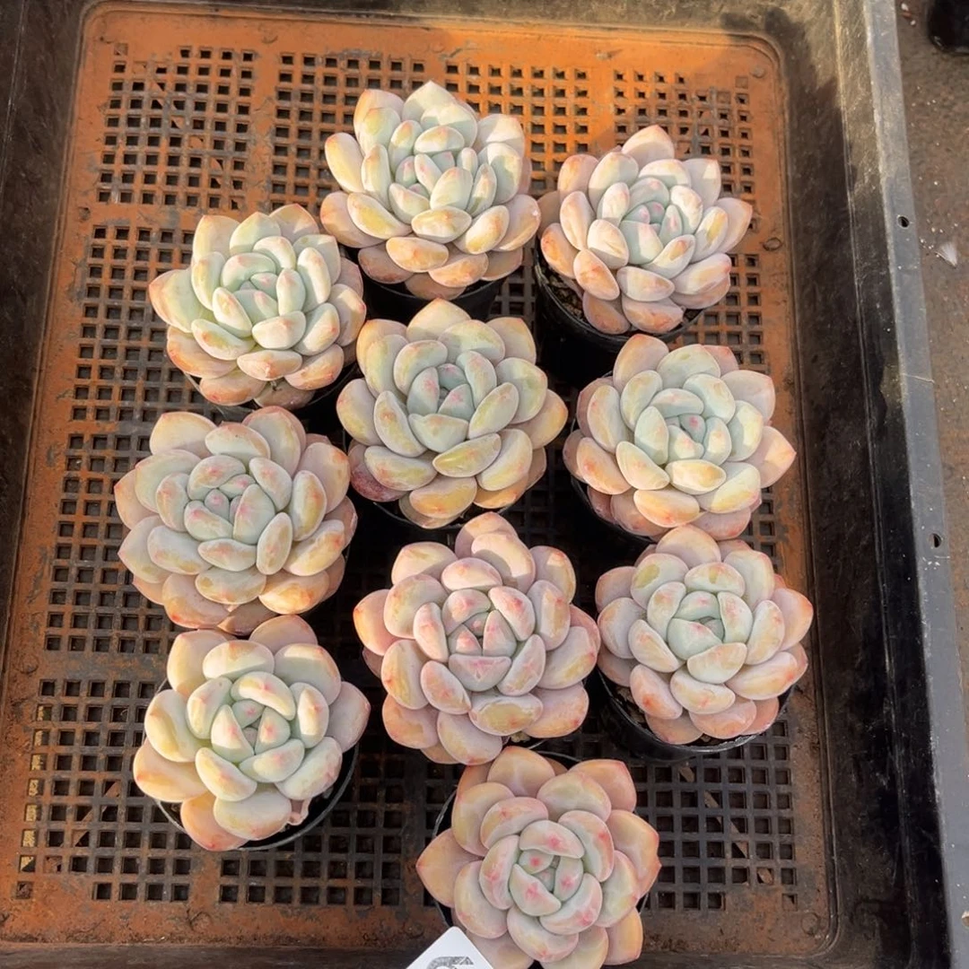 带盆发  669号新疆西藏内蒙古不包邮