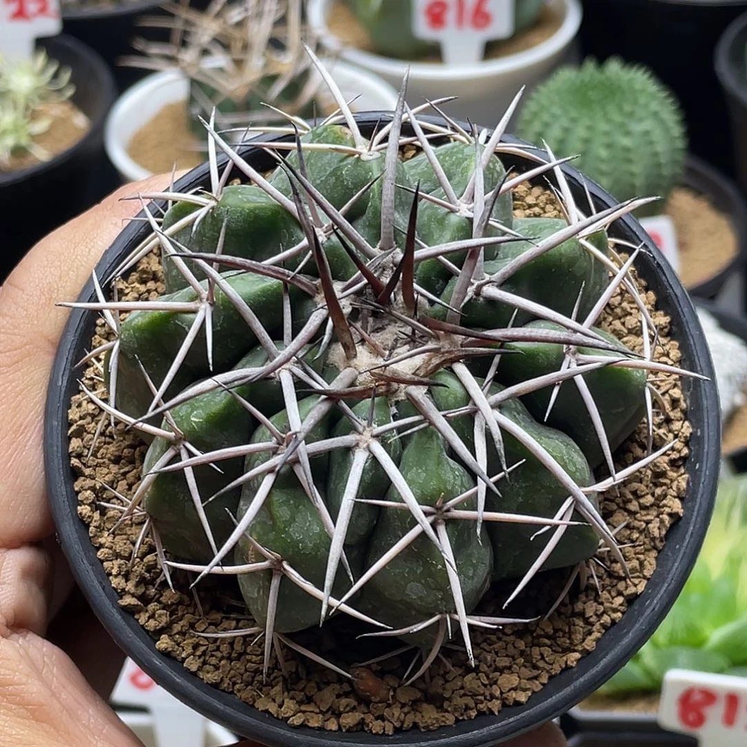 实生圆盘玉 微瑕包邮