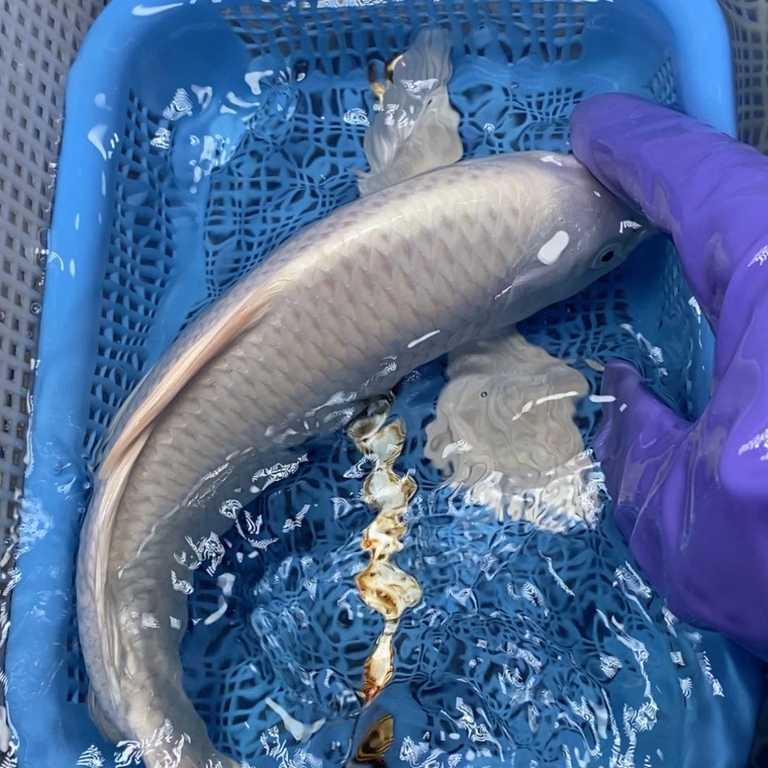 锦鲤冷水锦鲤包邮