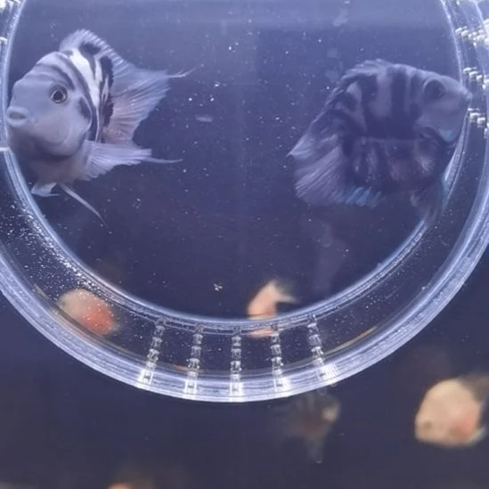 鹦鹉鱼摩卡色一对