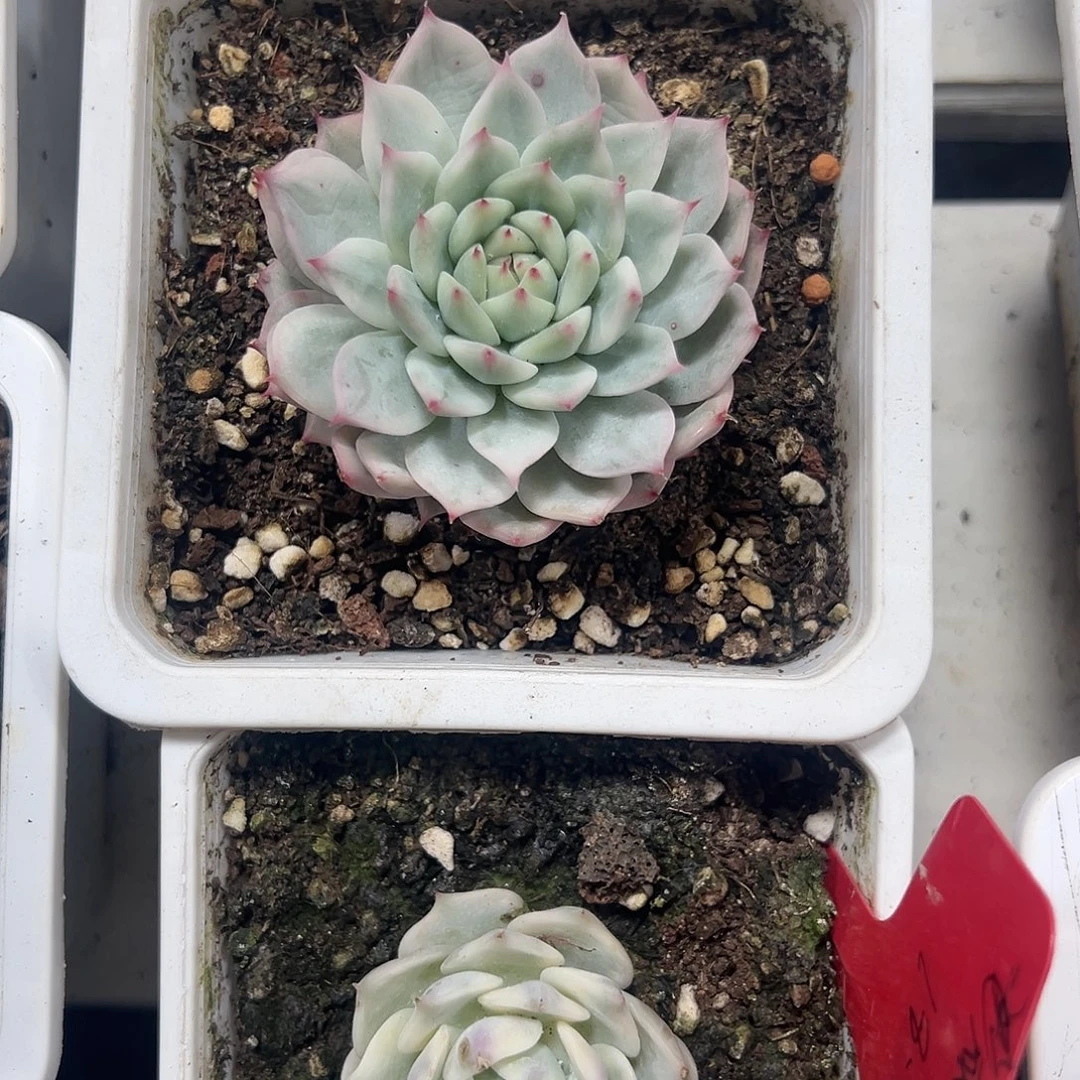 Tp锦多肉植物锦肉