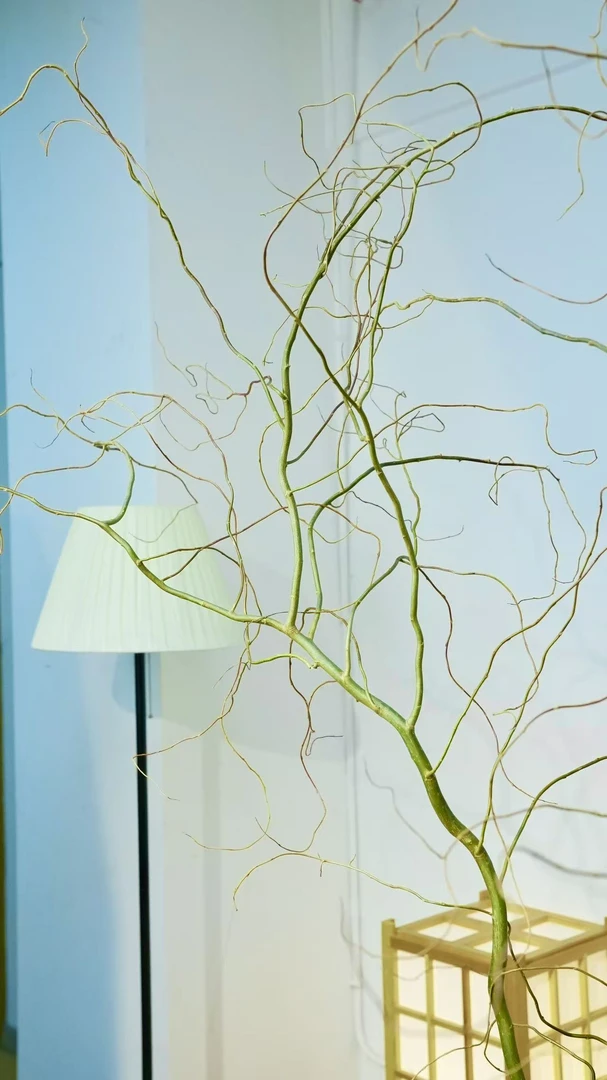 东北鲜切造型龙柳树