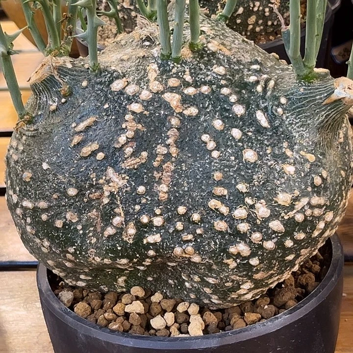 潮流植物球腺蔓哈