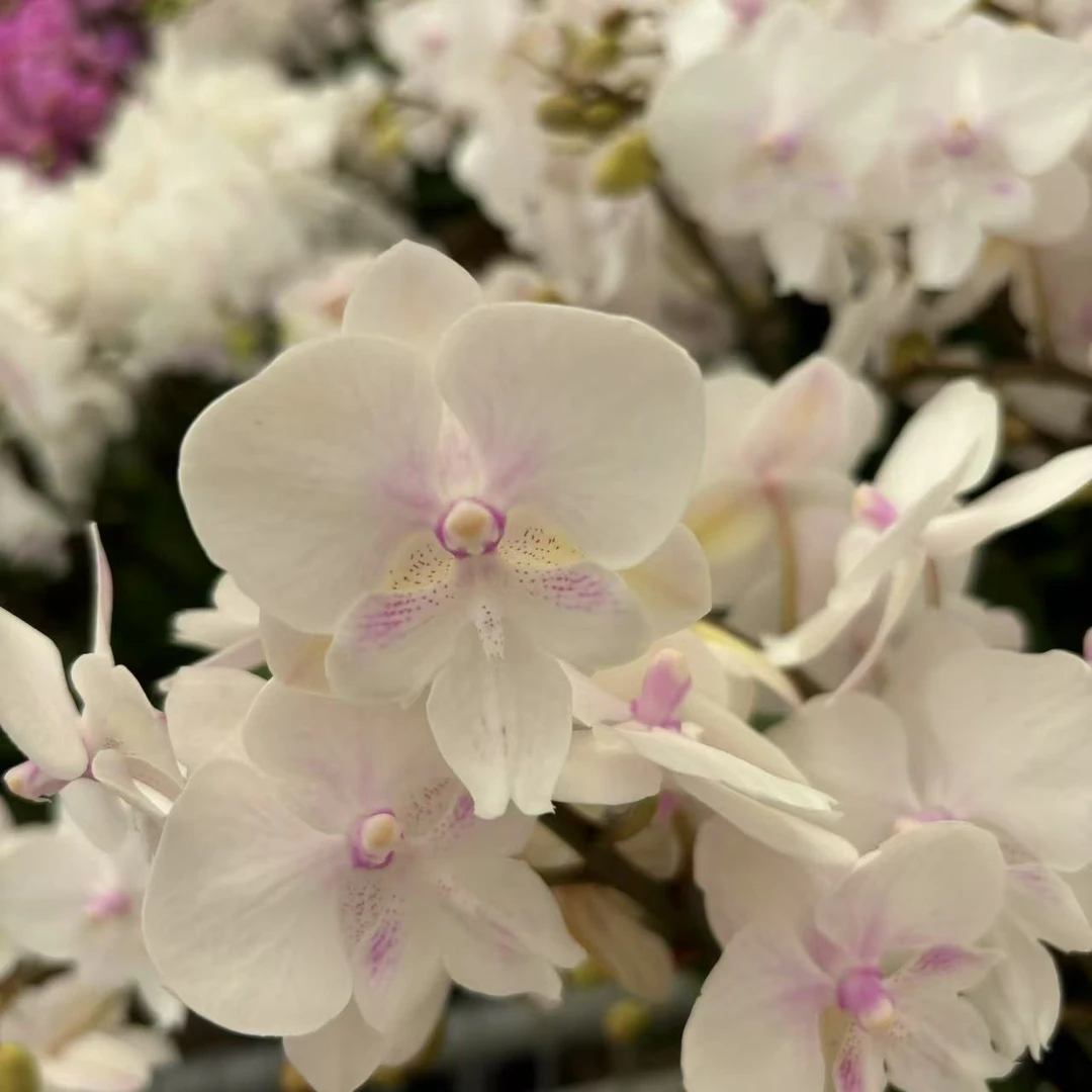甄选（冰雪公主）蝴蝶兰花卉鲜花  白色系 中花型