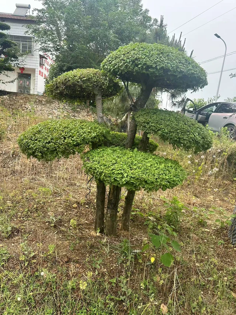 对节白蜡多杆丛生 庭院景观树（订金）