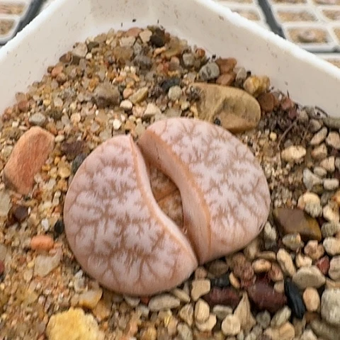 3573，309，A拿铁母本带盆