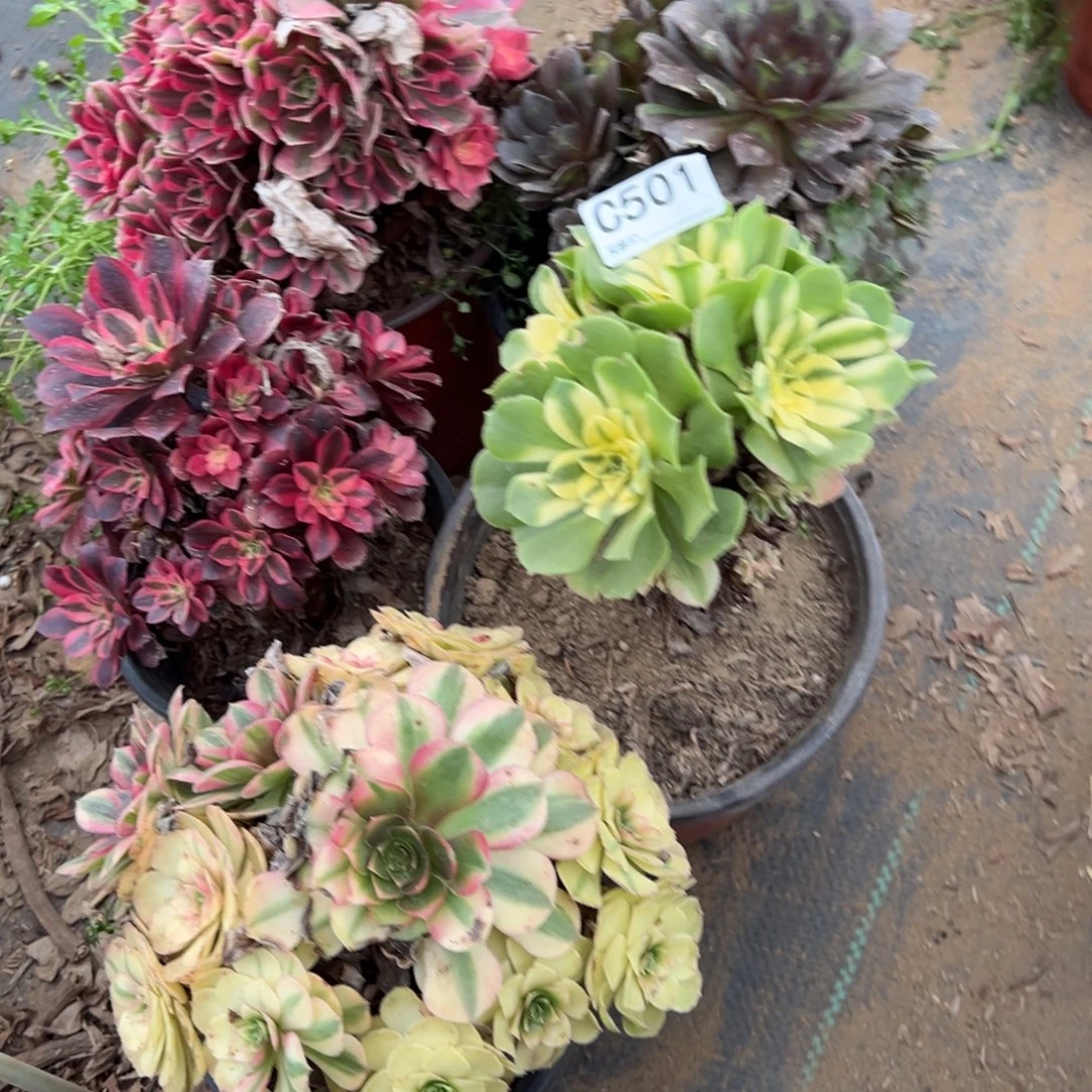 酥***群501五颗组合多肉植物法师