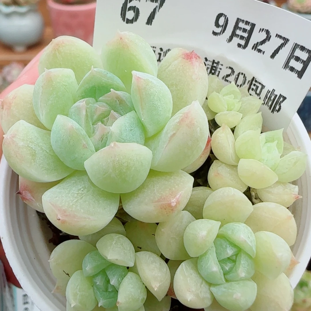 花语逸镜0927-67糖心