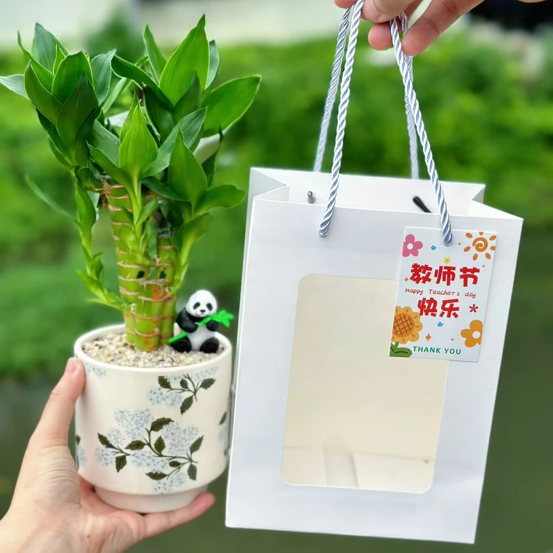 步步高富贵竹迷你盆栽室内办公室好养绿植四季常青步步高花卉植物