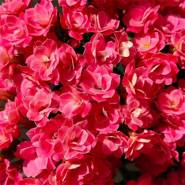 【粉妍 12cm盆】重瓣大花0℃地区请拍保温，不拍冻坏不赔