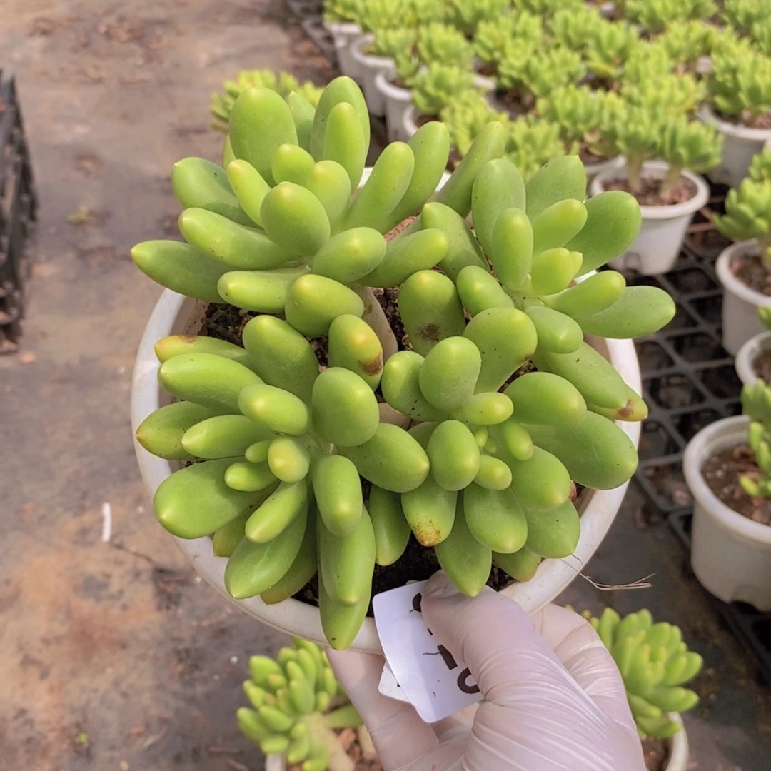 9126金蝉多头一物一拍