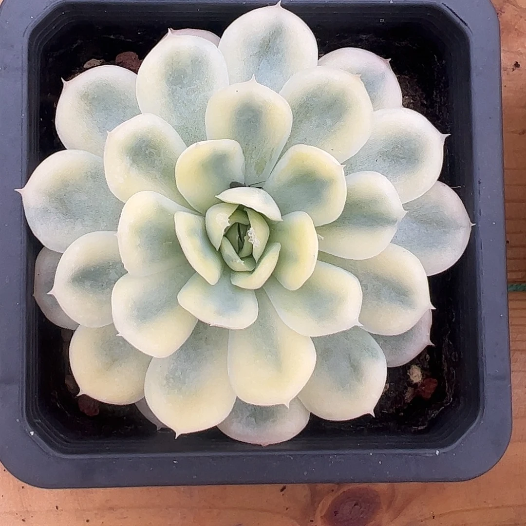 草莓冰锦 婕宝一物一拍