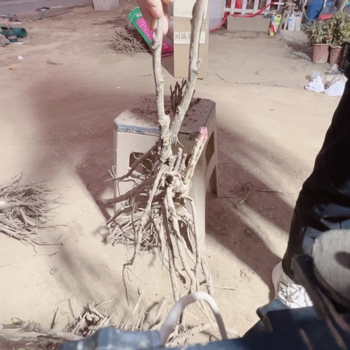 当前无花栽培后可以开花岛津