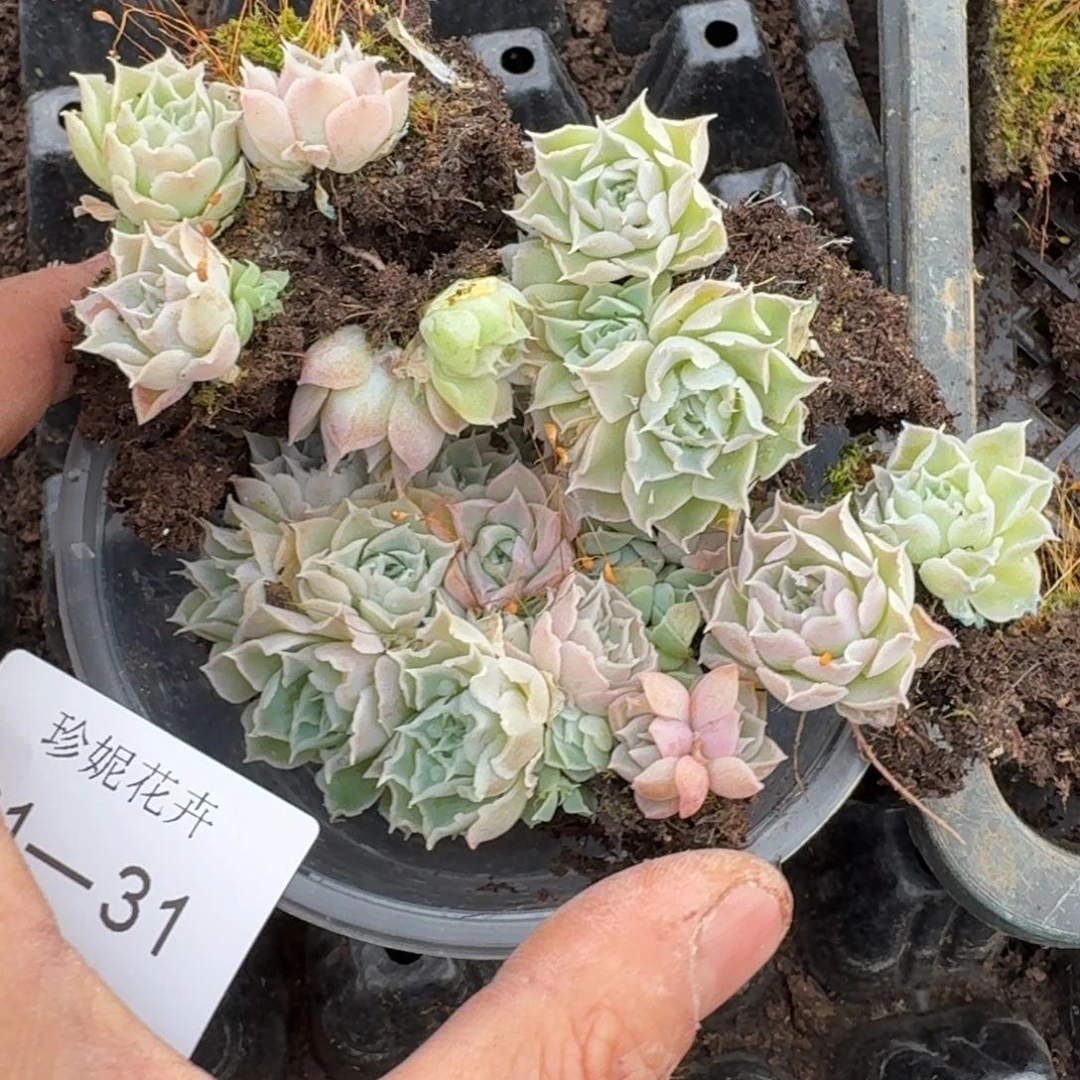 万宝路切糕一盒量拍21-31