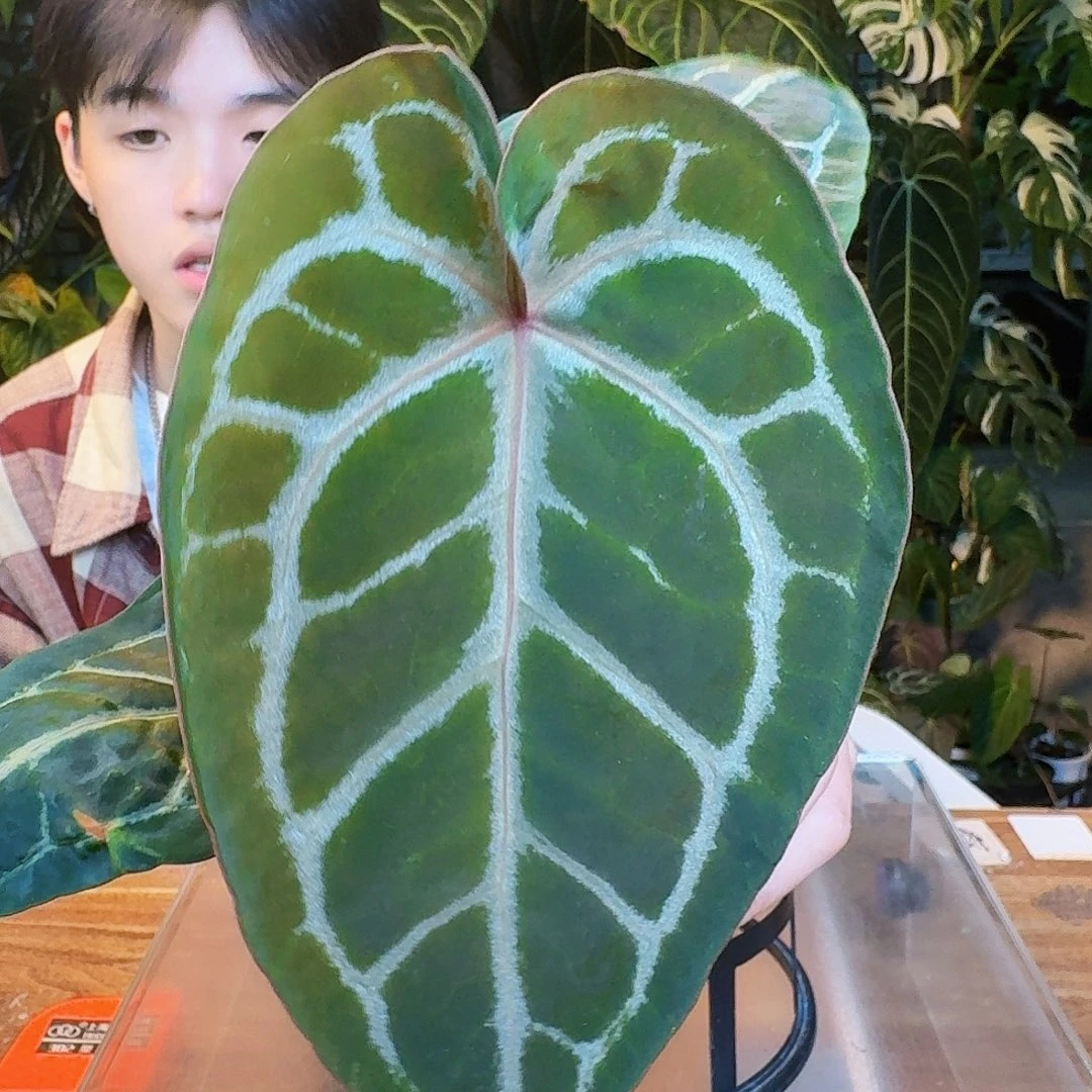 完全开放T39银骑士杂红水晶