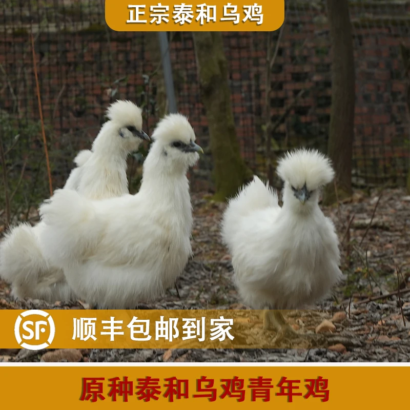 【6只装】泰和乌鸡青年宠物鸡丝羽乌骨鸡 顺丰包邮包活