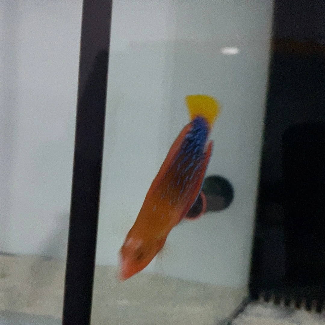 海水鱼红龙7-8、蓝圈11-12、蓝嘴9、六间仙9-10