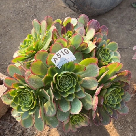 多肉植物万圣节奶白