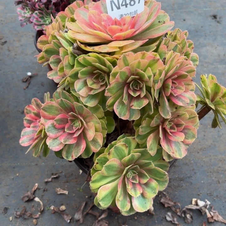 瑞妈多肉园艺487雨荷。