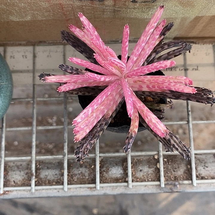 茵***漂亮仙人球一物一拍