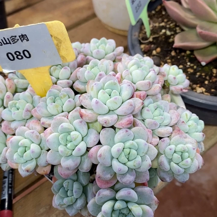 D080- 直播福利 劳尔捧花