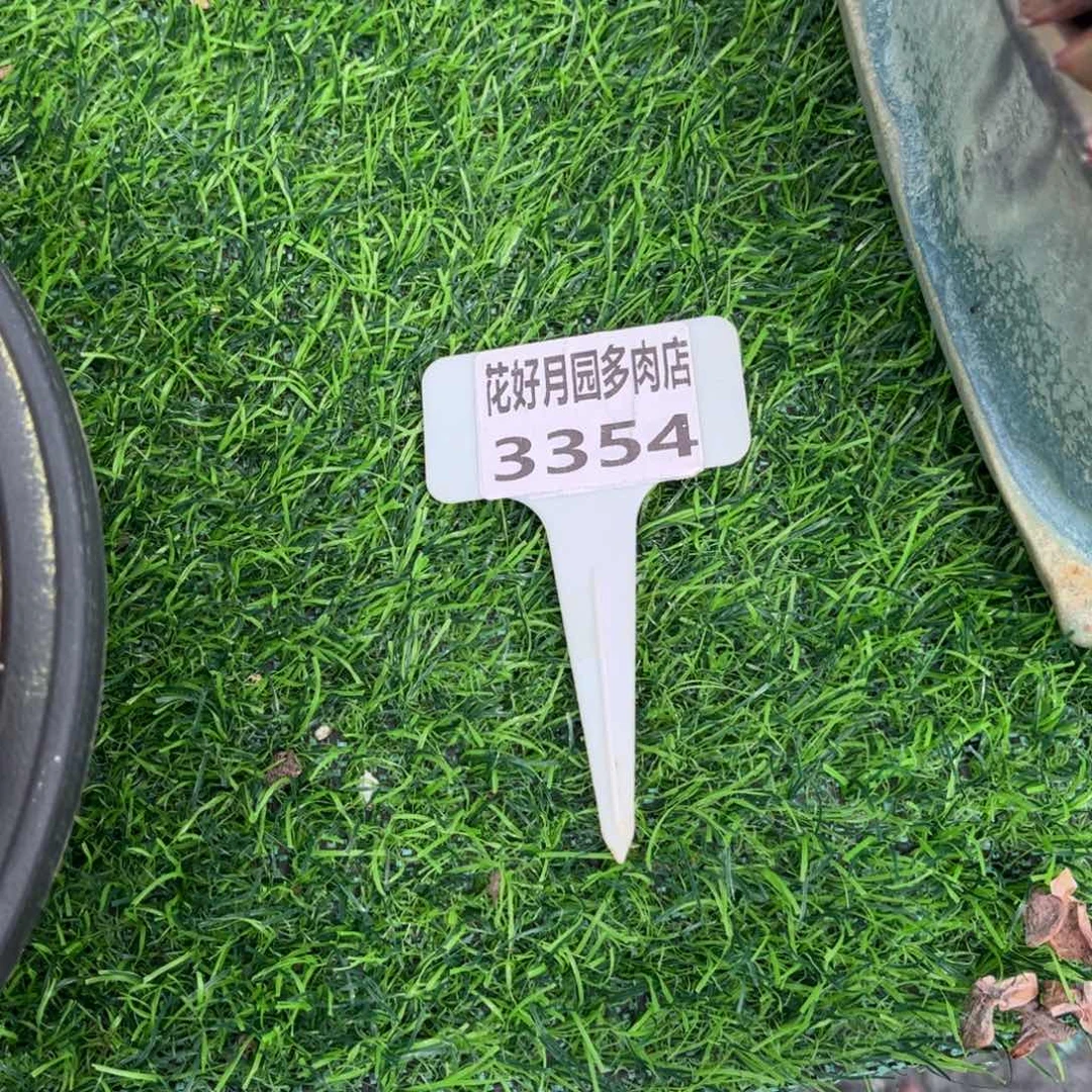 ****）多肉植物3354…………