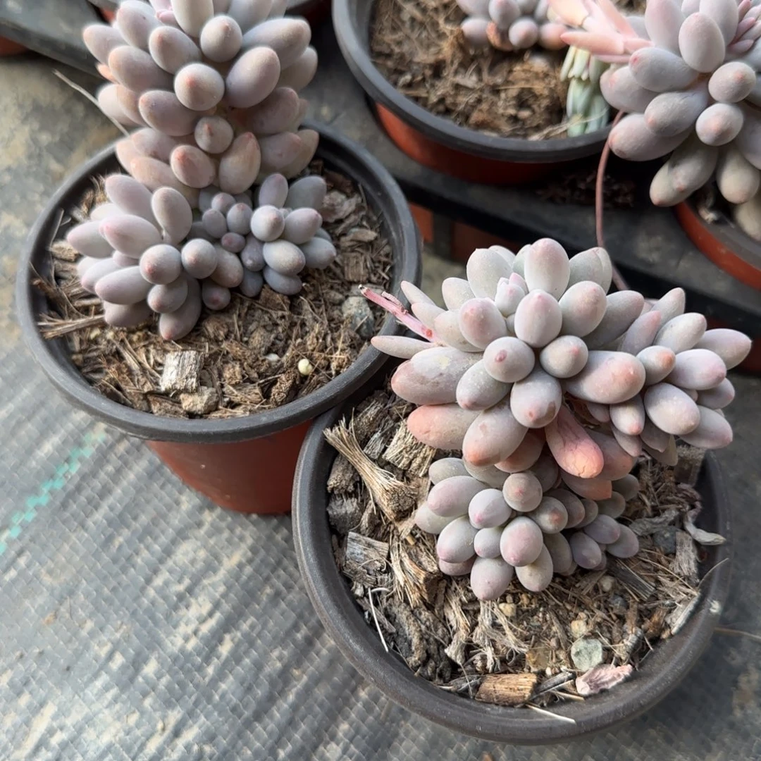 无花朵两盆90手指