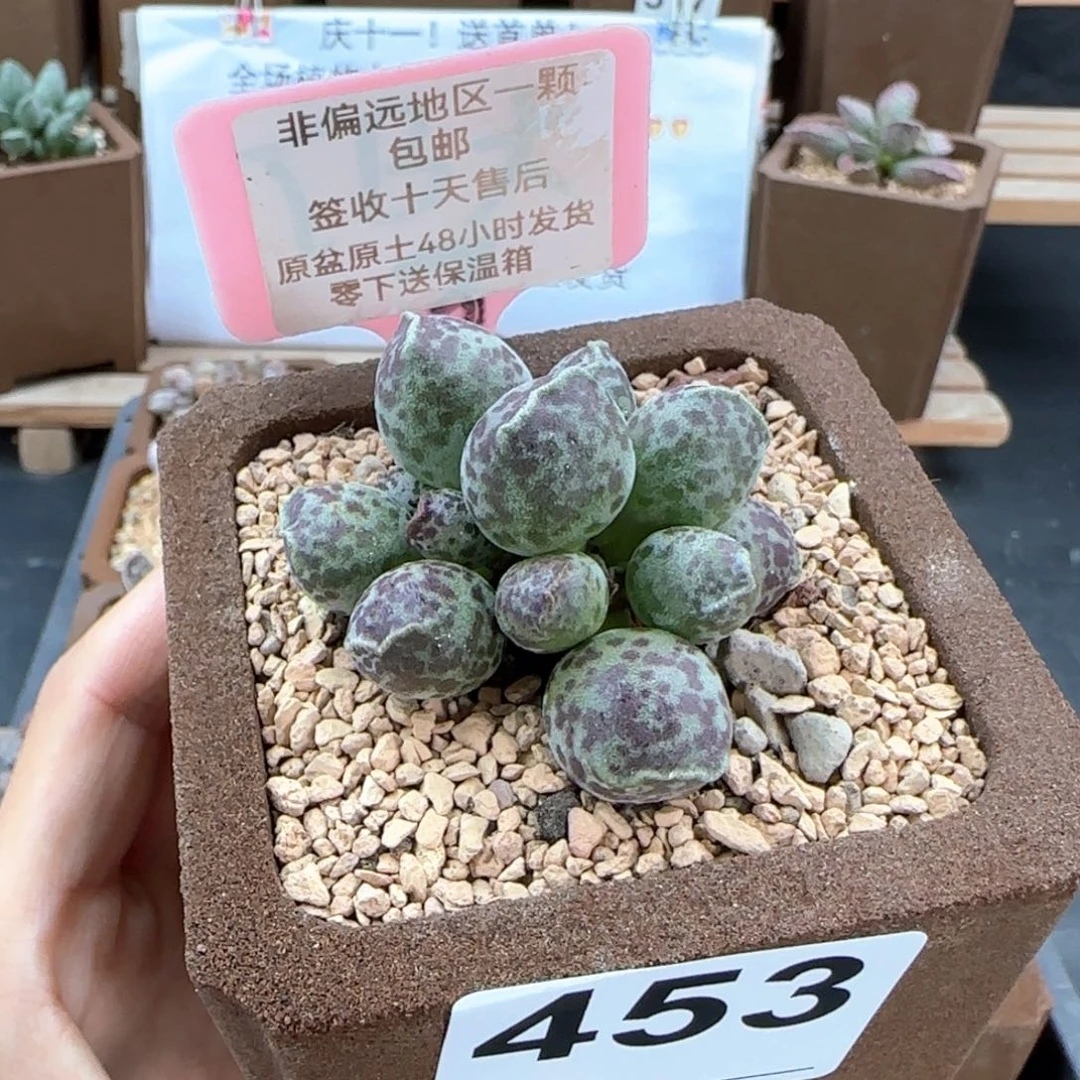 453达摩海报多肉