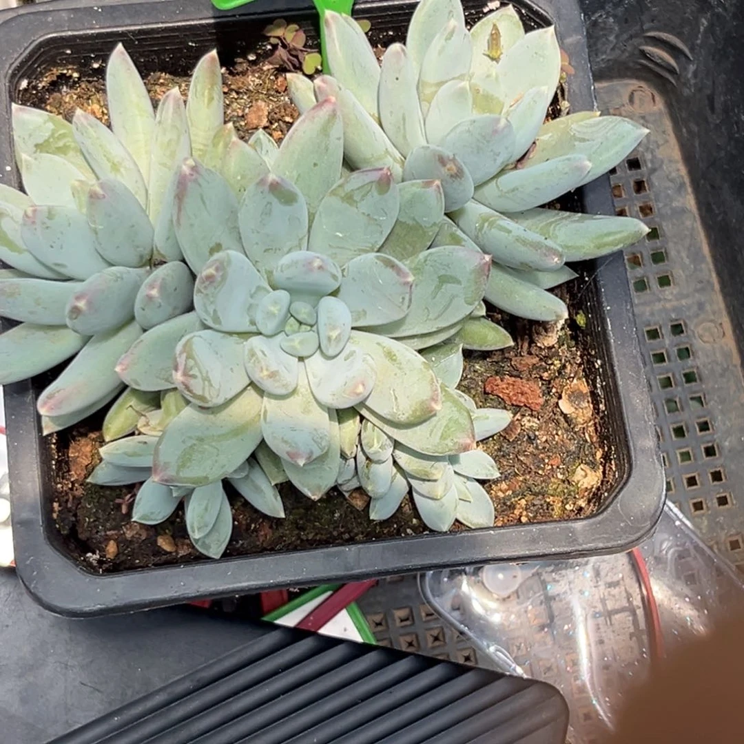 多肉植物天使之翼595