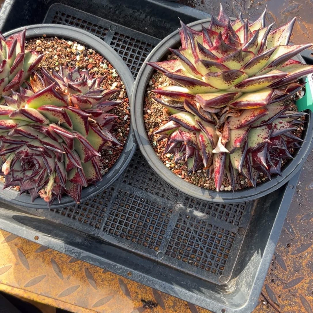 多肉一物一拍编号0120-98