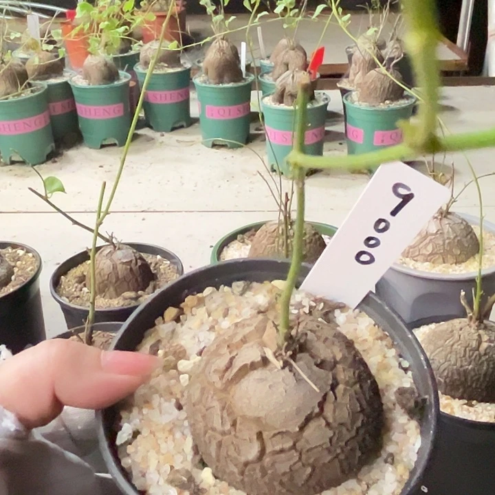 消***牛汤圆植物龟甲龙9000