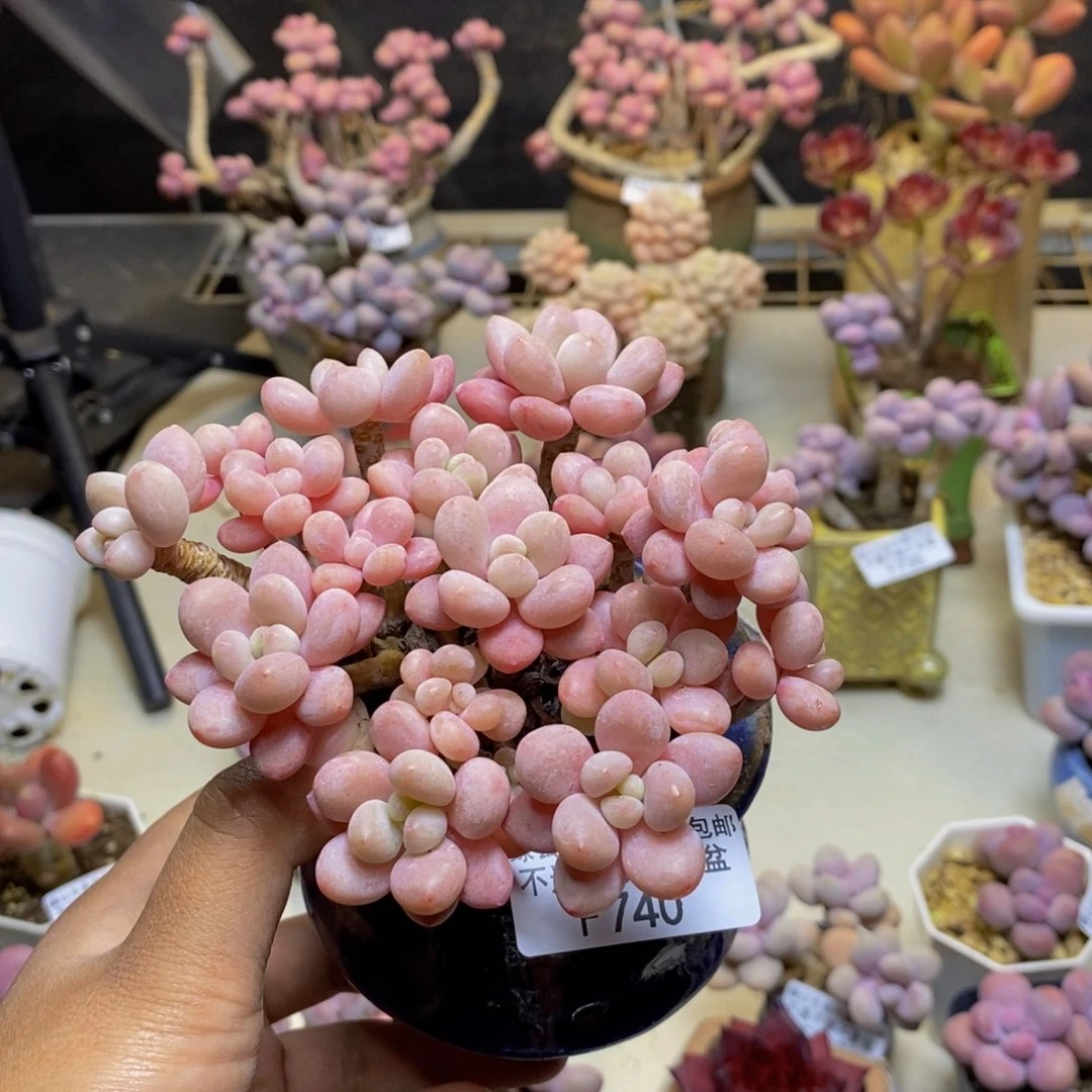 740鱼子酱多肉8c m