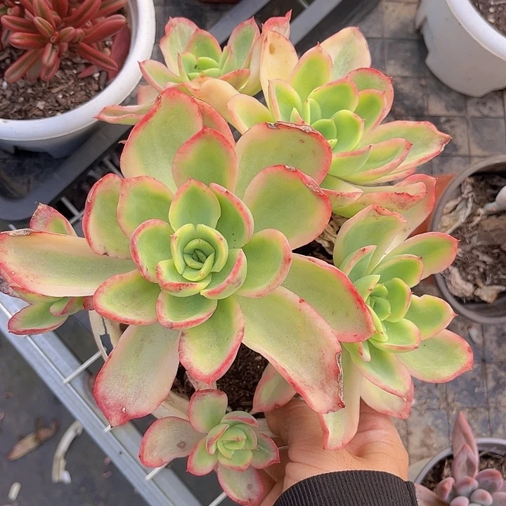 乔伊锦09229多肉植物