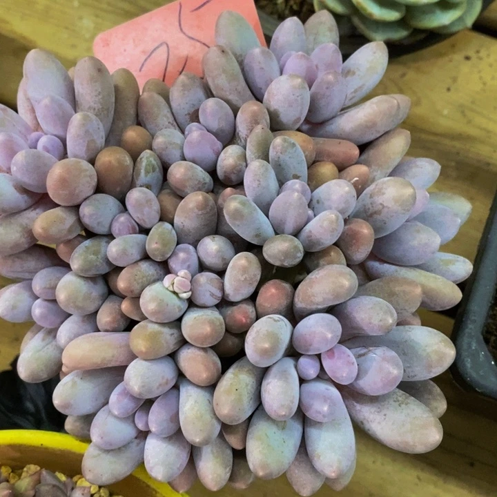 这个点吃的都吐完