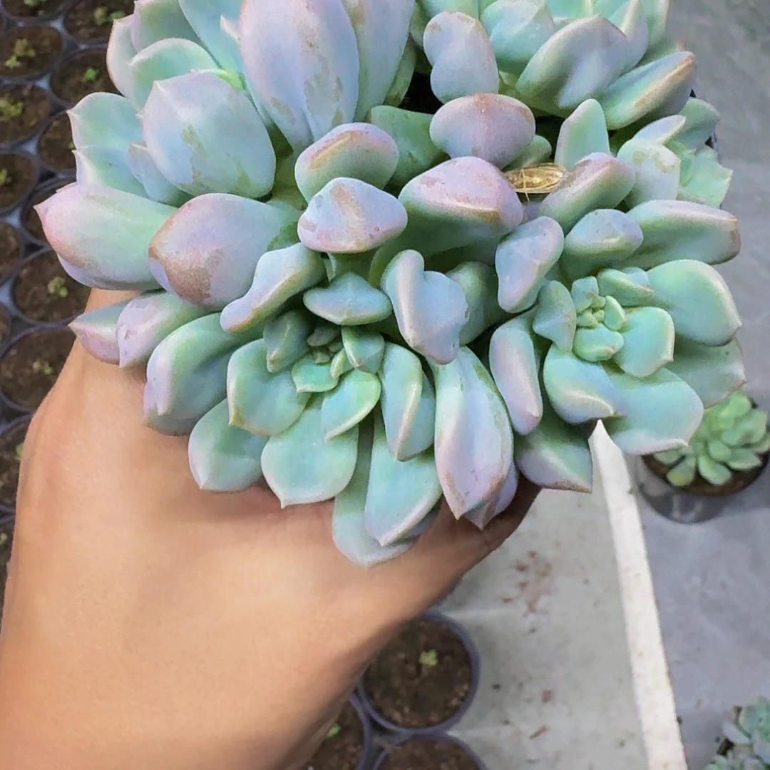 超奶群生一物一拍