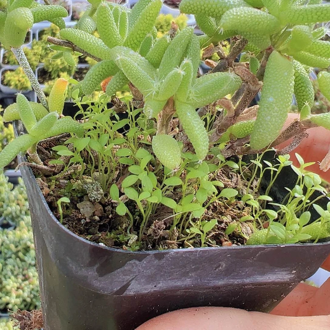 玉米枝干19包邮多肉