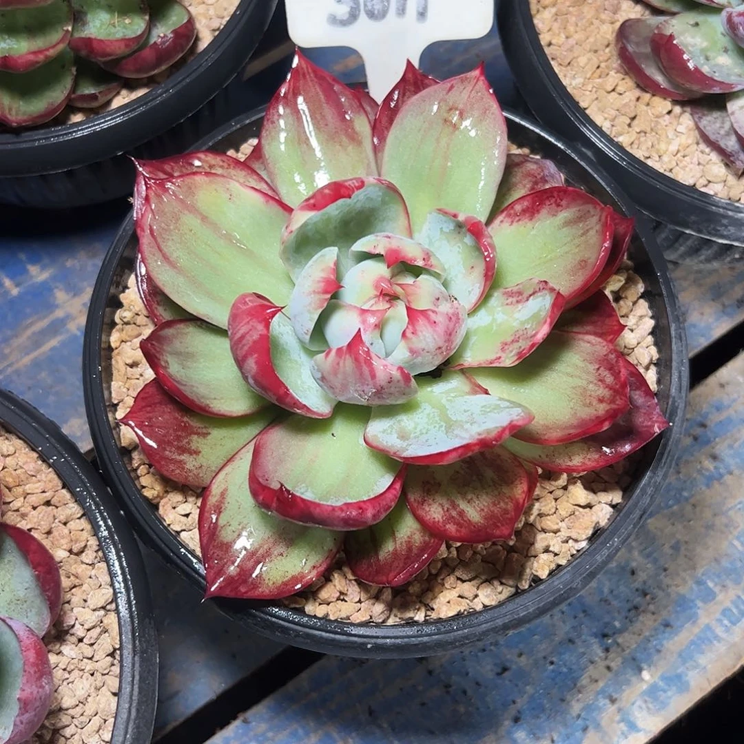 多***萌惊鸿仙子一物一拍5011号